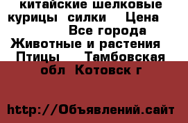 китайские шелковые курицы (силки) › Цена ­ 2 500 - Все города Животные и растения » Птицы   . Тамбовская обл.,Котовск г.